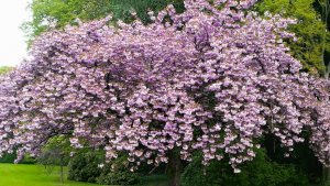 Parco di villa Ghirlanda Silva-albero in fiore-primavera-