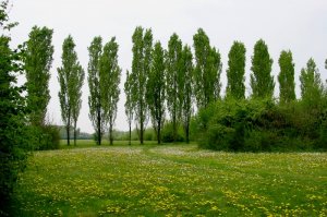 Il verde (Parco Nord)