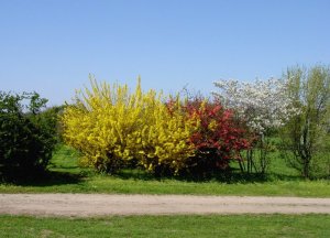 Multicolore (Parco Nord)