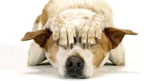 Botti di Capodanno e animali