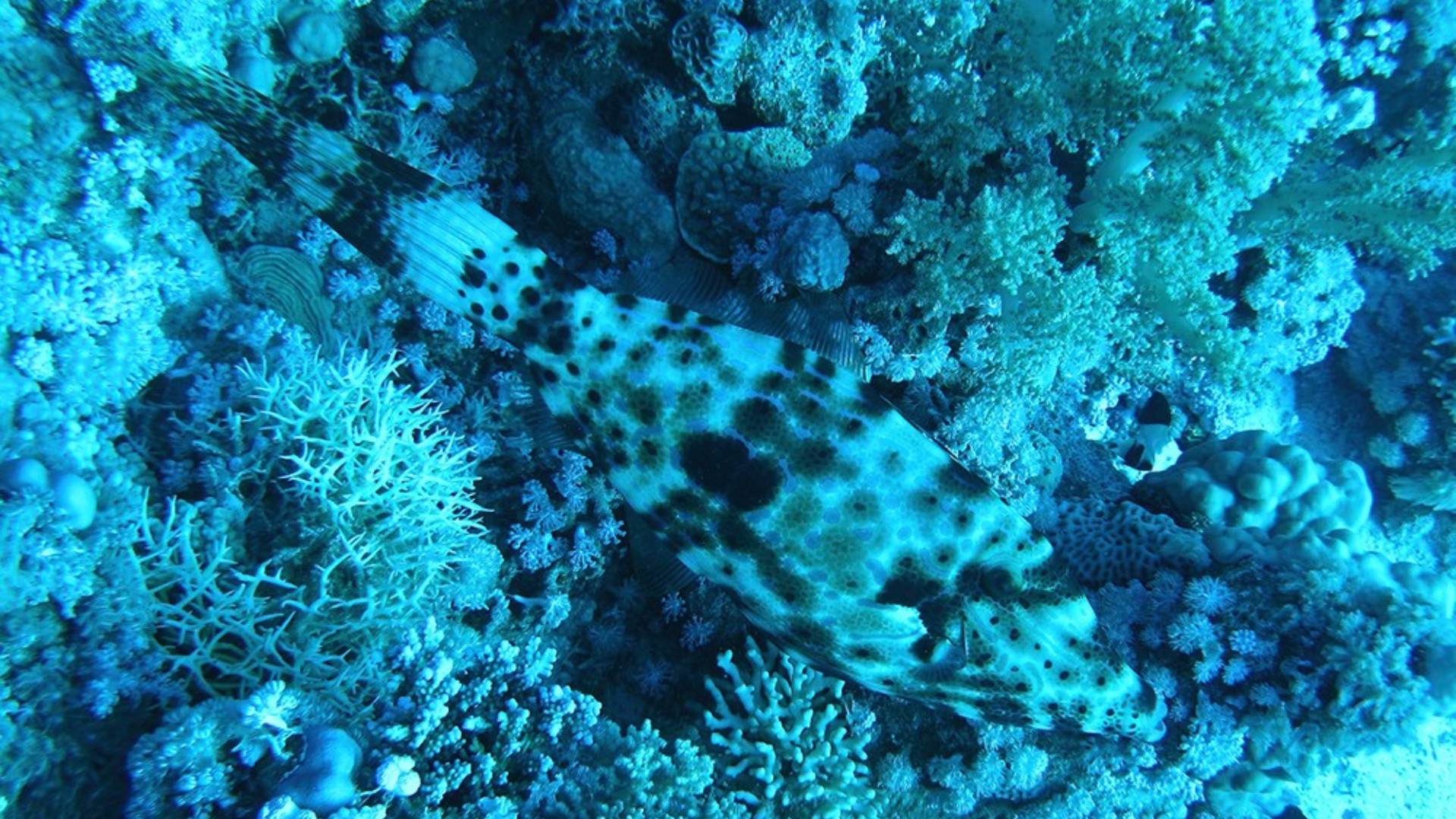 Mimetismo: trucchi e inganni del mondo animale