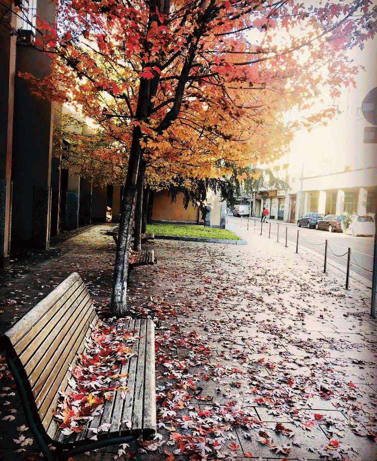 Panchine d’autunno.  Foto di Annalisa Bonafede 