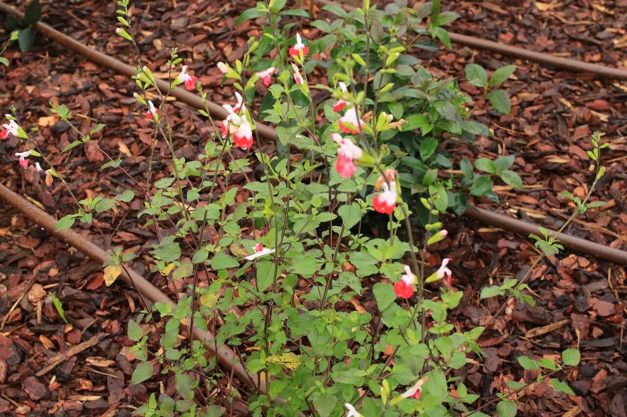 Foto di Renato Ferri