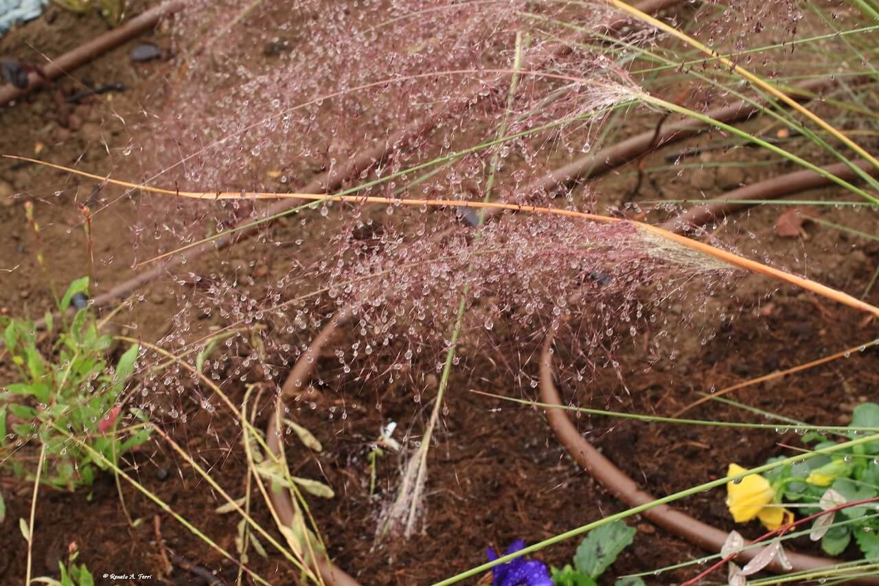 Foto di Renato Ferri