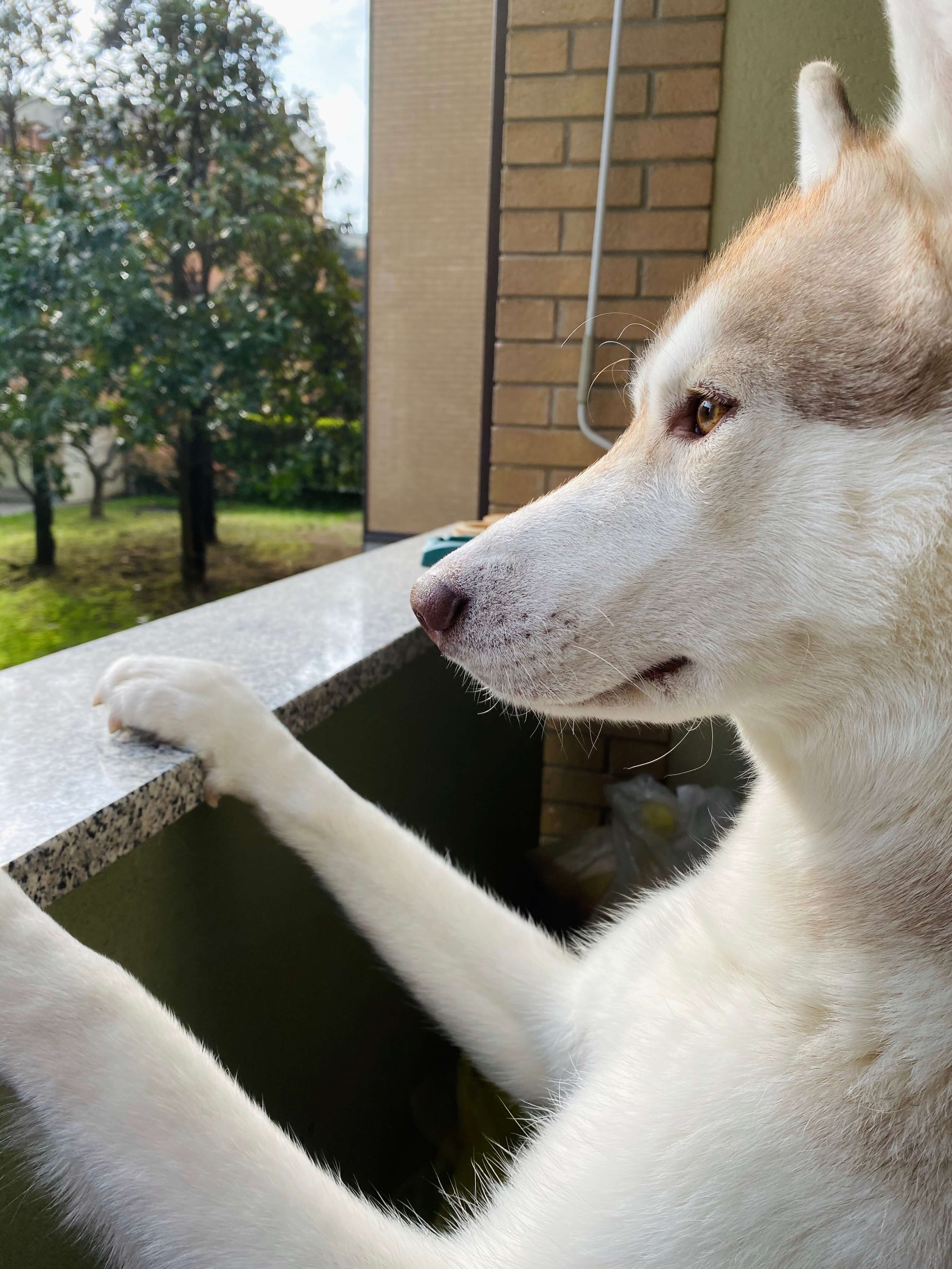 Anche i cani sognano in quarantena. Foto di Serena Scandariato