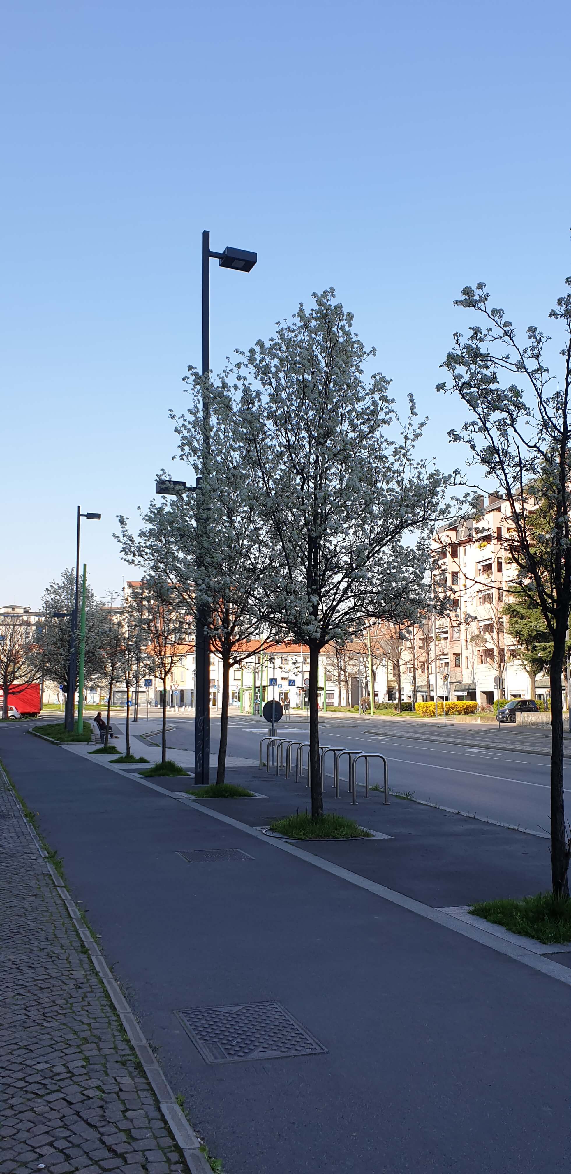 Alberi in fiore e strade vuote. Foto di Lucia Alagona