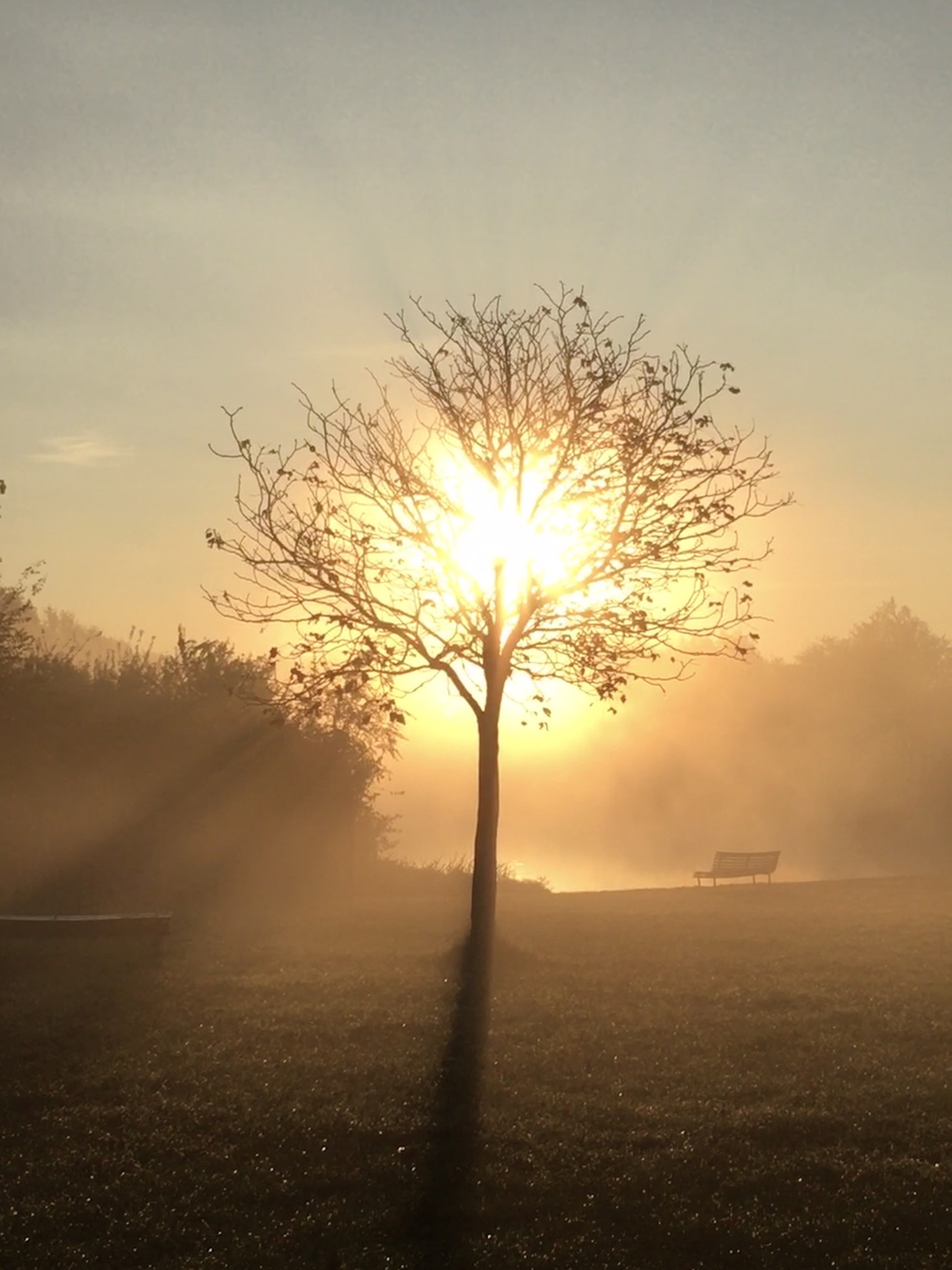 Natura illuminante. Foto di Nicoletta Roversi