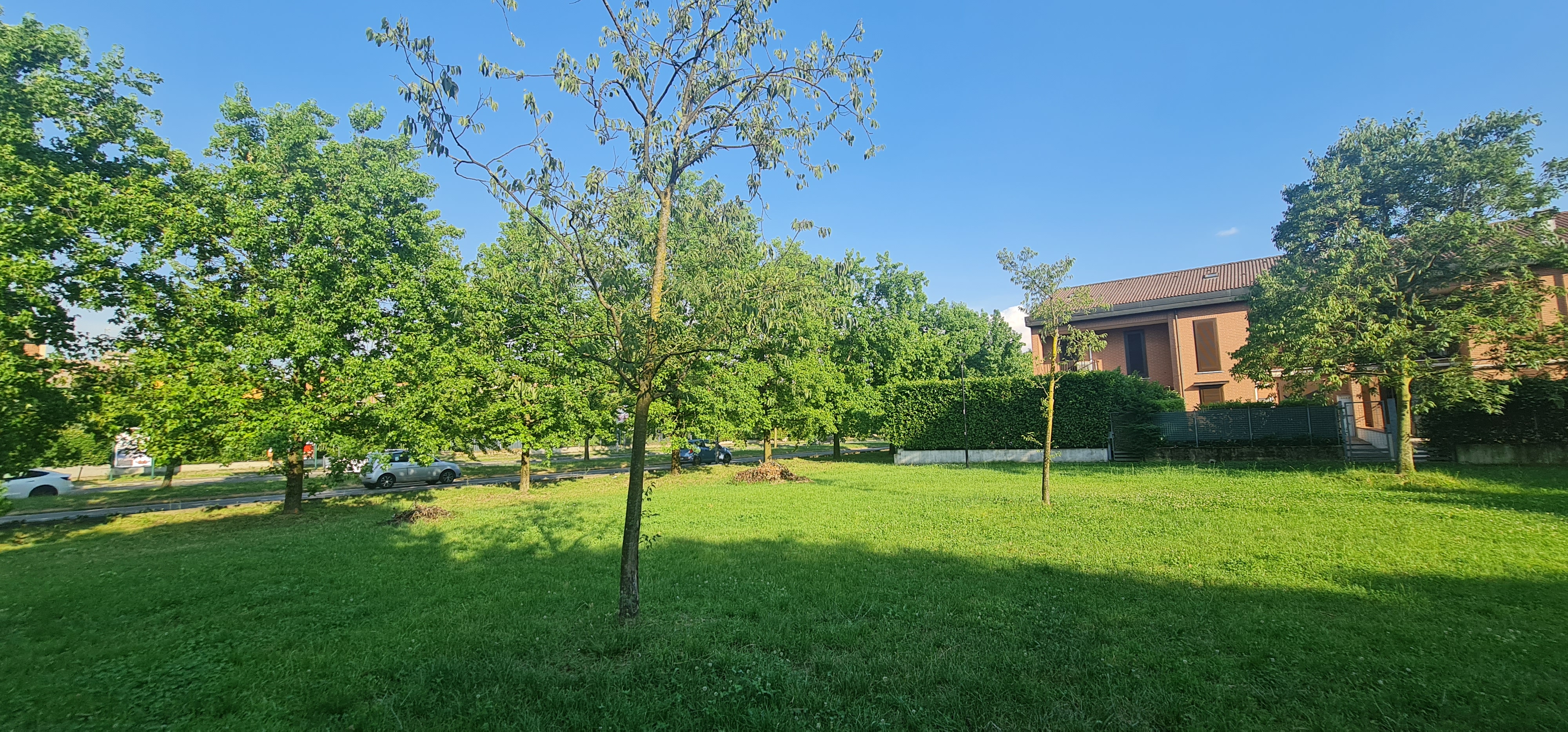 Alberi che necessitano di innaffiaggio
