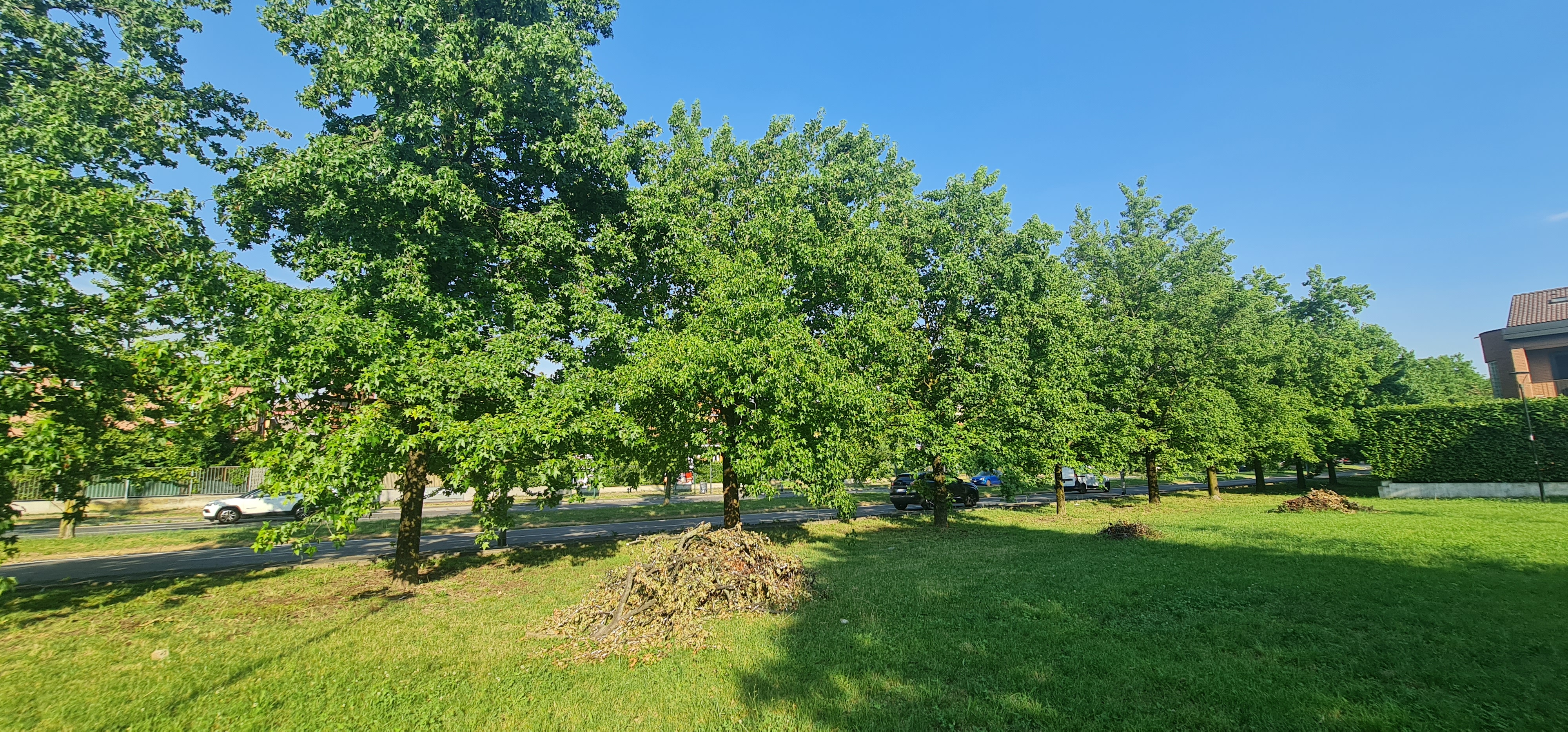 Alberi gestiti con potature selettiva