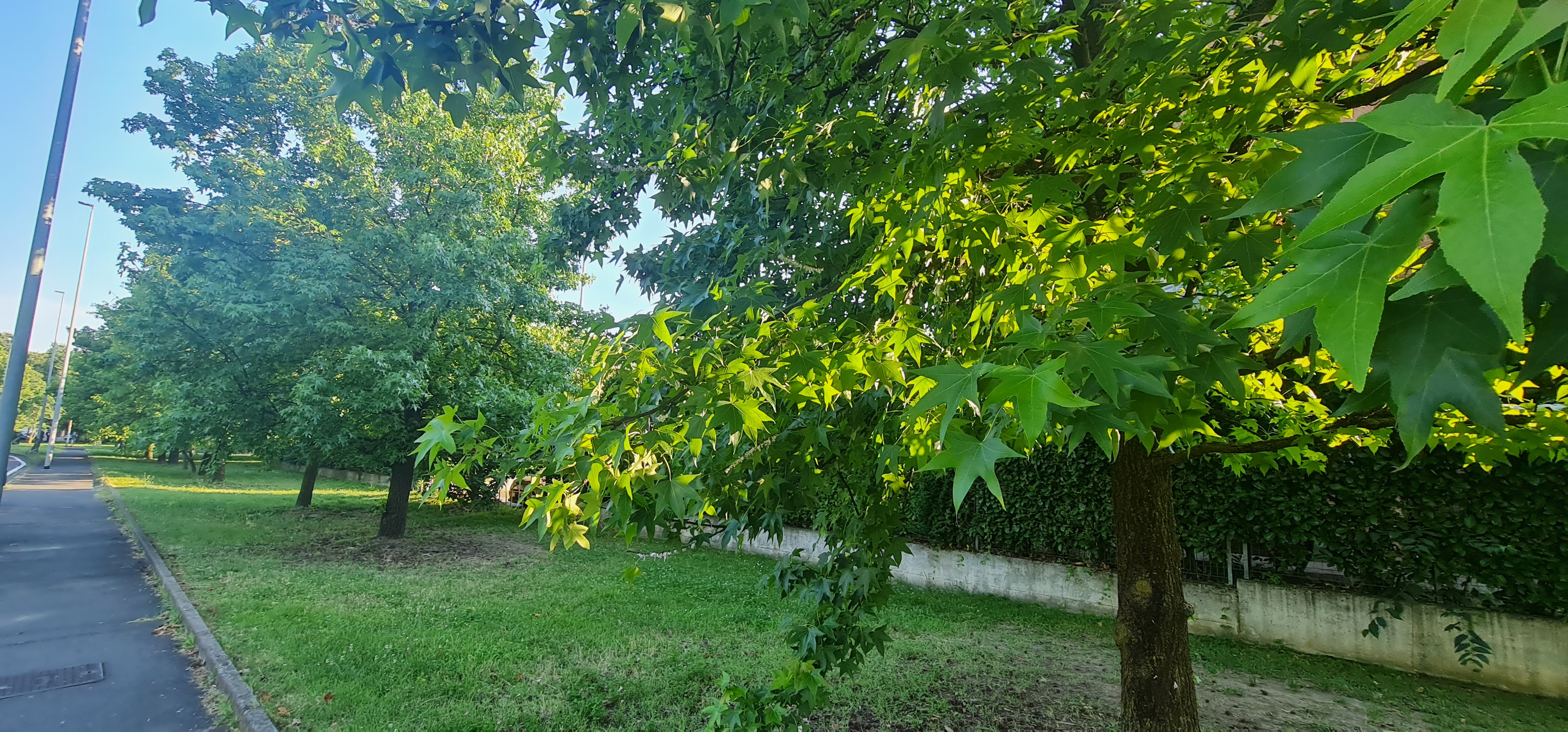 Albero prima della potatura selettiva