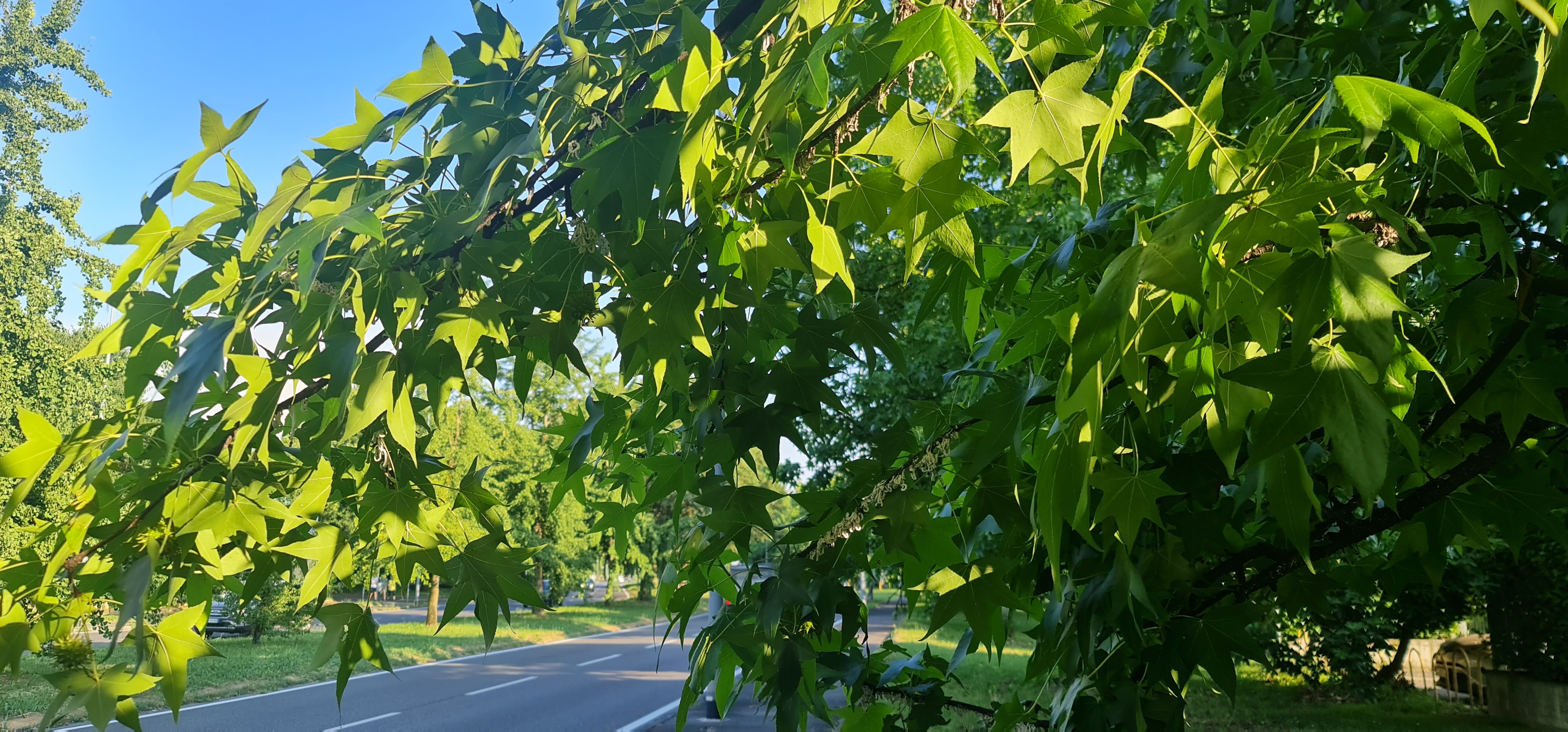 Albero prima della presa in carico