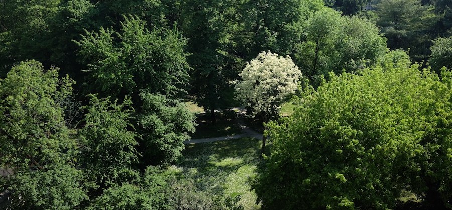 Dalla mia finestra osservo tutti i giorni la natura che la luce abbellisce sempre di nuovo. Foto di Nicole Bacchiega
