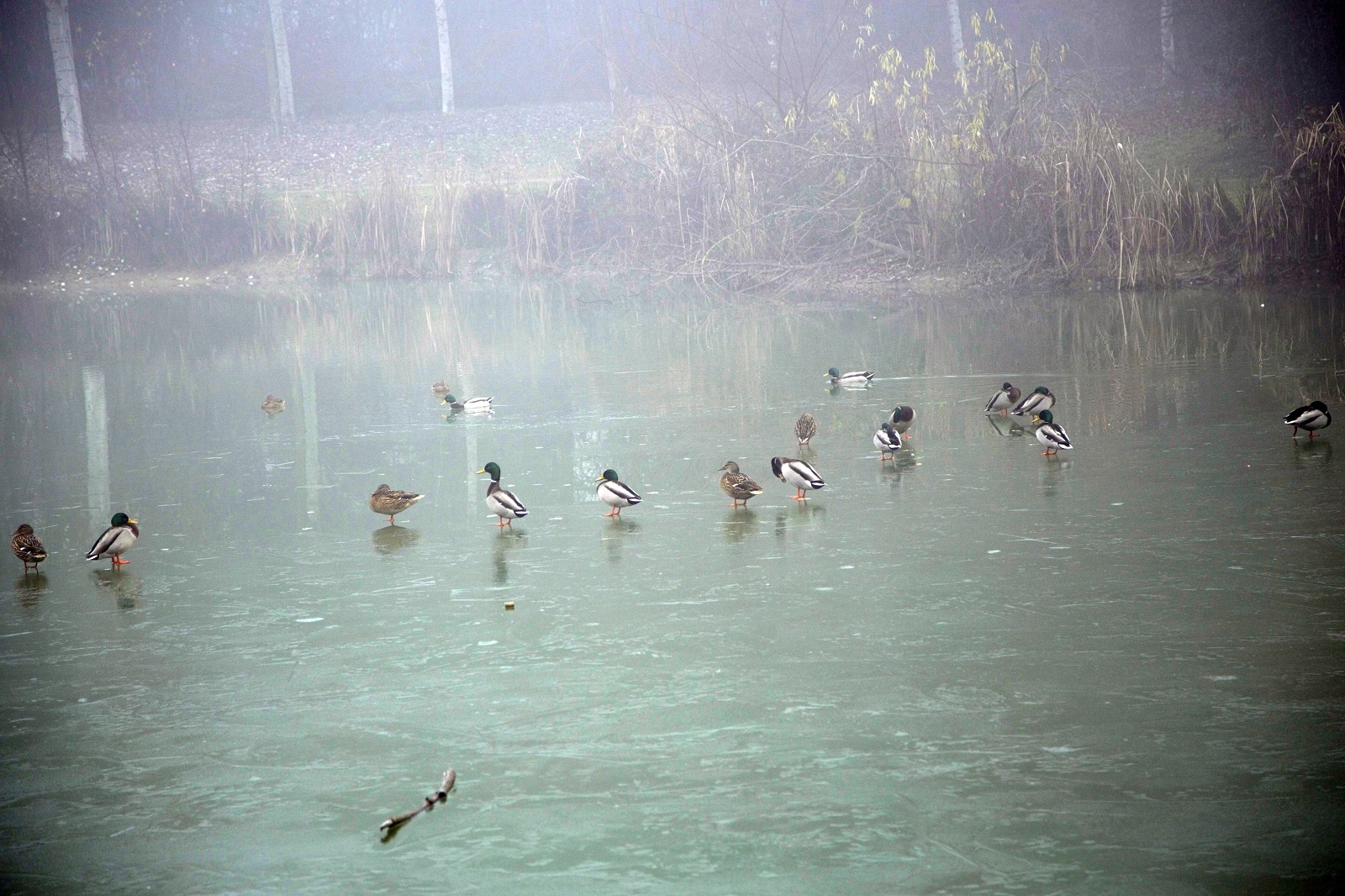 L’acqua è ghiacciata e la papera non galleggia! - Foto di Renato Ferri