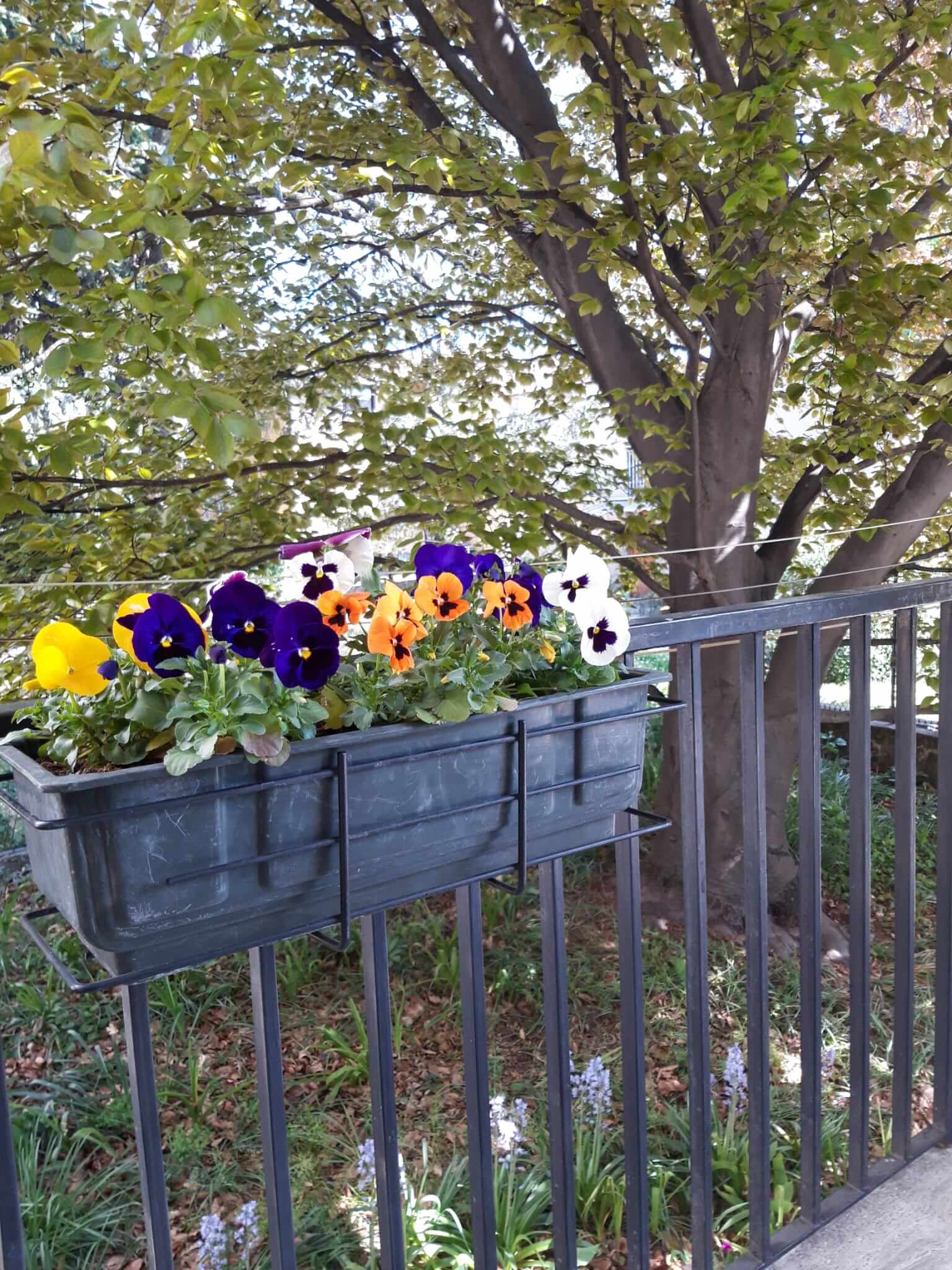 Il vecchio faggio e le viole. Sono spuntate le tenere foglie del faggio, rosse diventeranno come sempre a maggio lo guardano le viole splendere al sole. Foto di Mariarosa Ferè