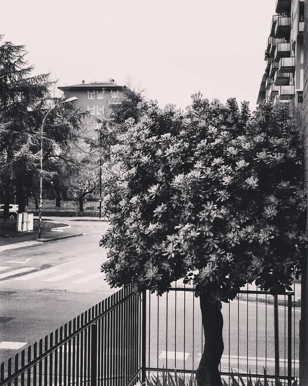 Uno scorcio sempre verde. Foto di Verrecchia Daniela