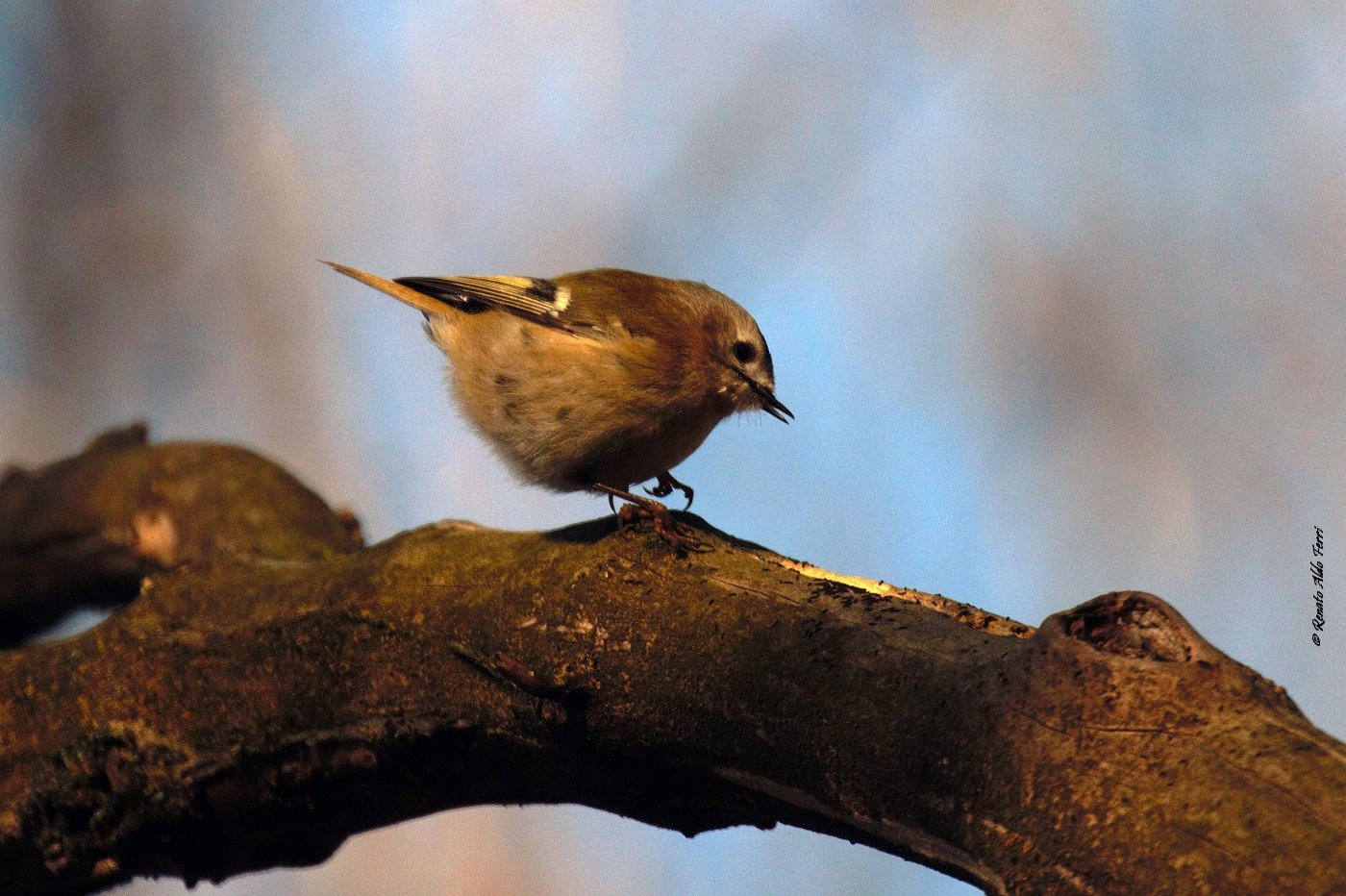 I Parchi in città - Foto di Renato Ferri 