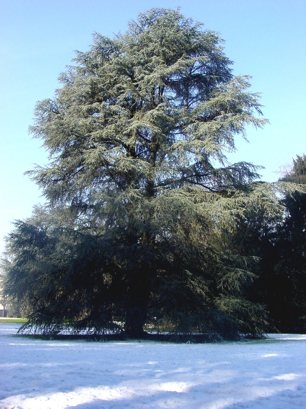 Parco di Parco di villa Silva Ghirlanda Cippelletti