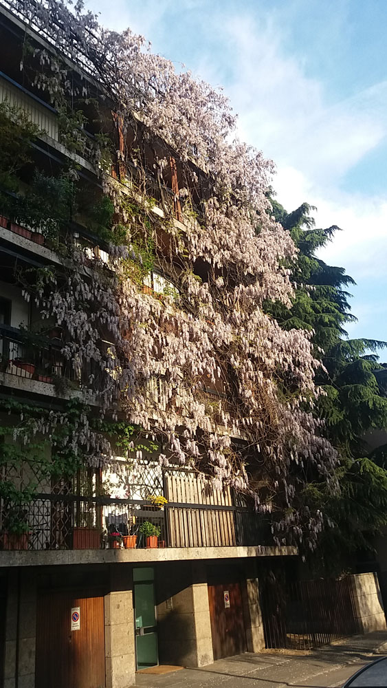 Glicine da record - Foto di Renato Ferri