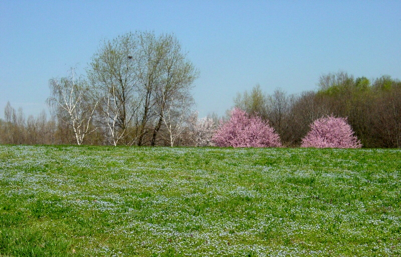 Multicolore (Parco Nord)