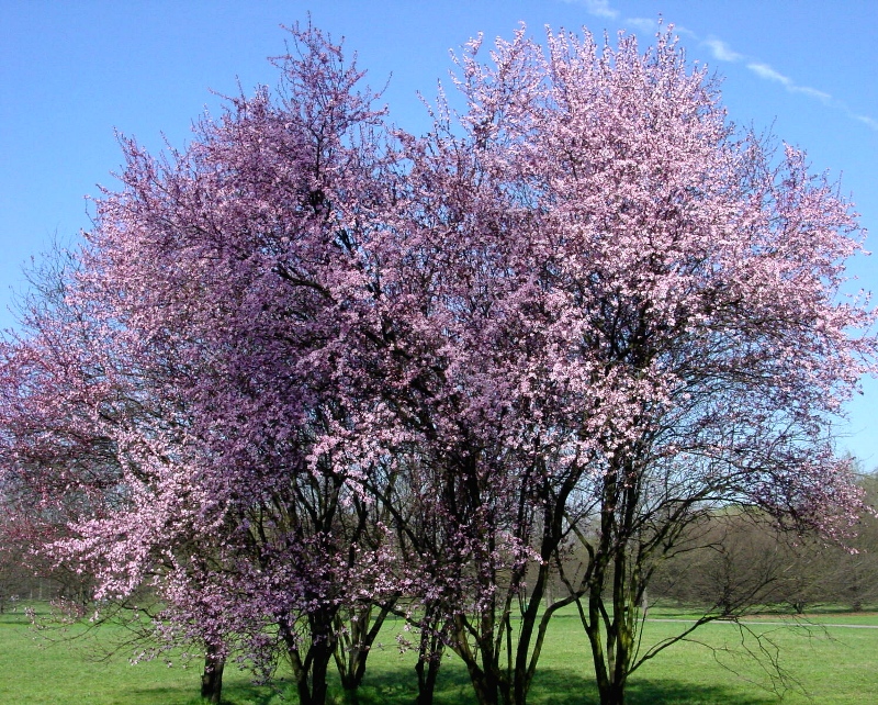 Il rosa (Parco Nord)