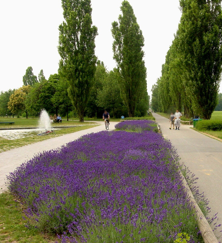 Il viola (Parco Nord)