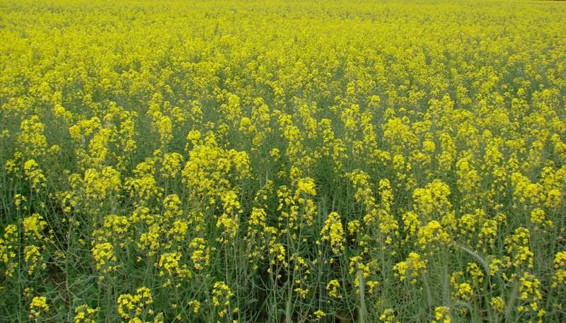 Il giallo (Oasi Parco Grugnotorto)