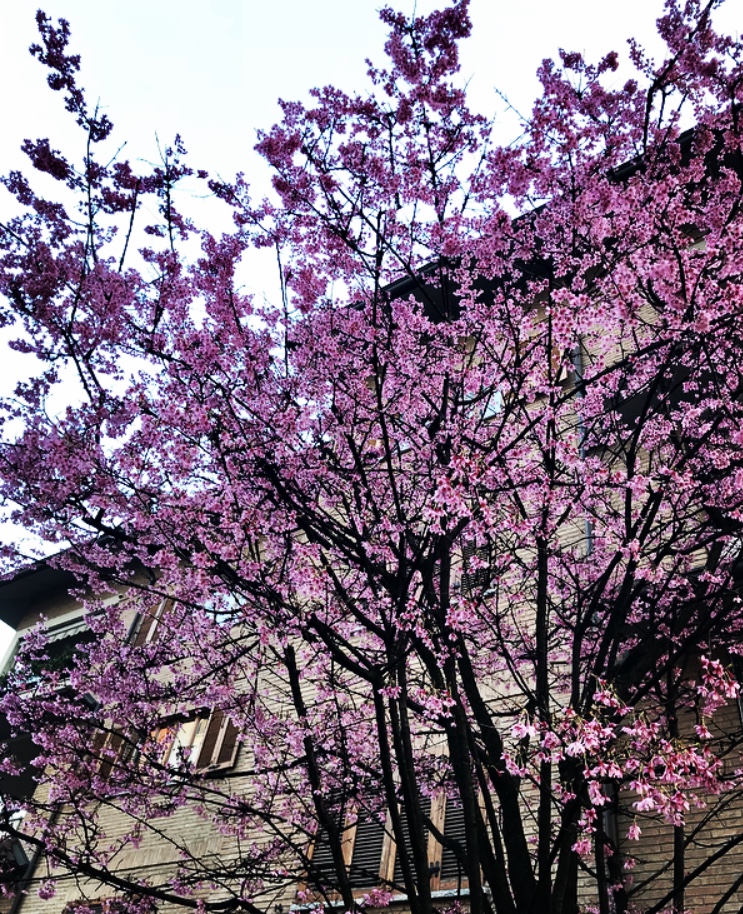 Primavera in anticipo. Foto di Annalisa Bonafede