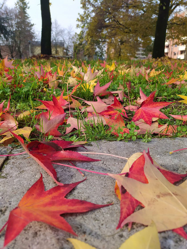 Quando non serve l’ombra l’albero perde le foglie - Foto di Renato Ferri