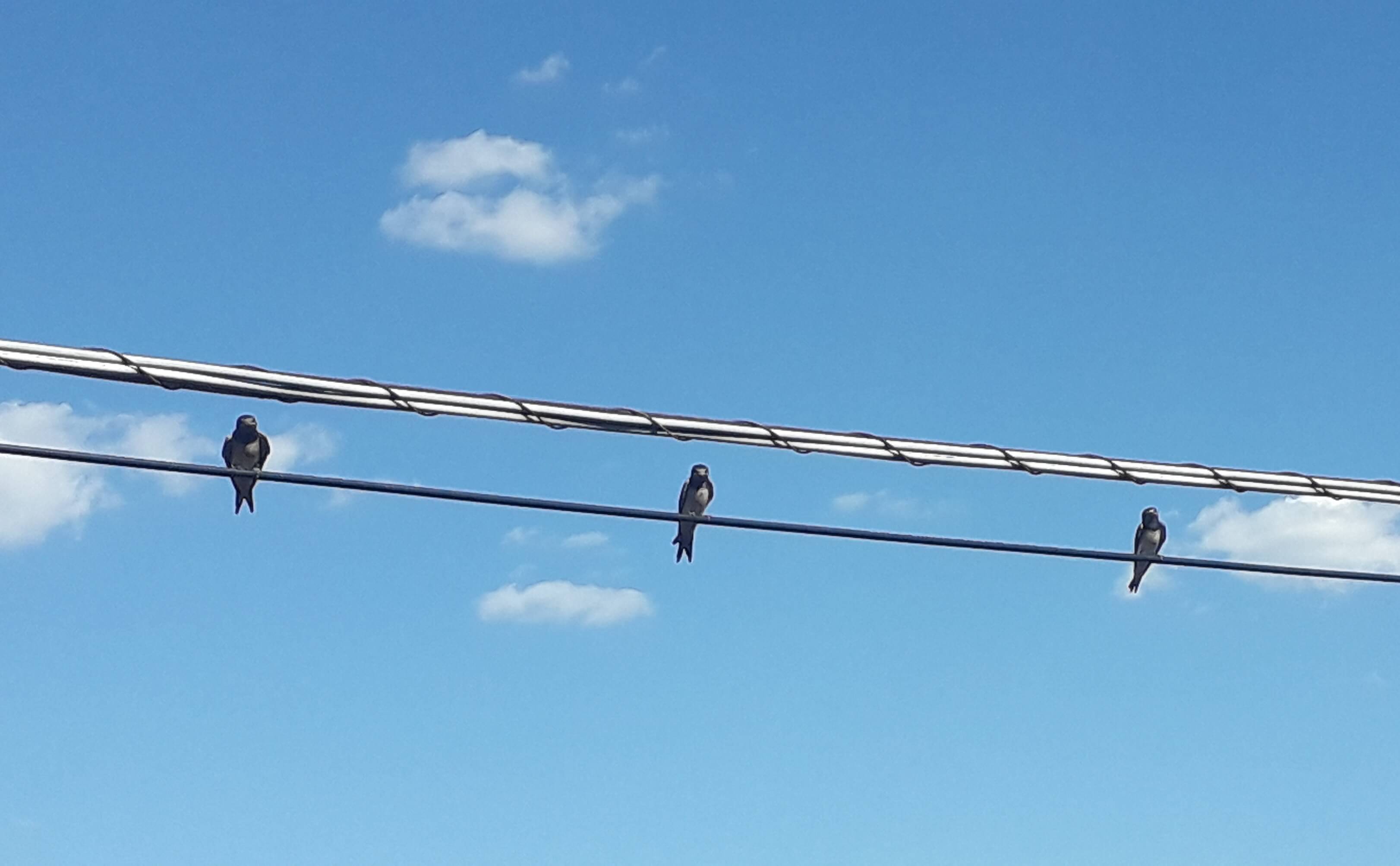 Rondine, tre amici sul filo. Foto di Clementina Oriani