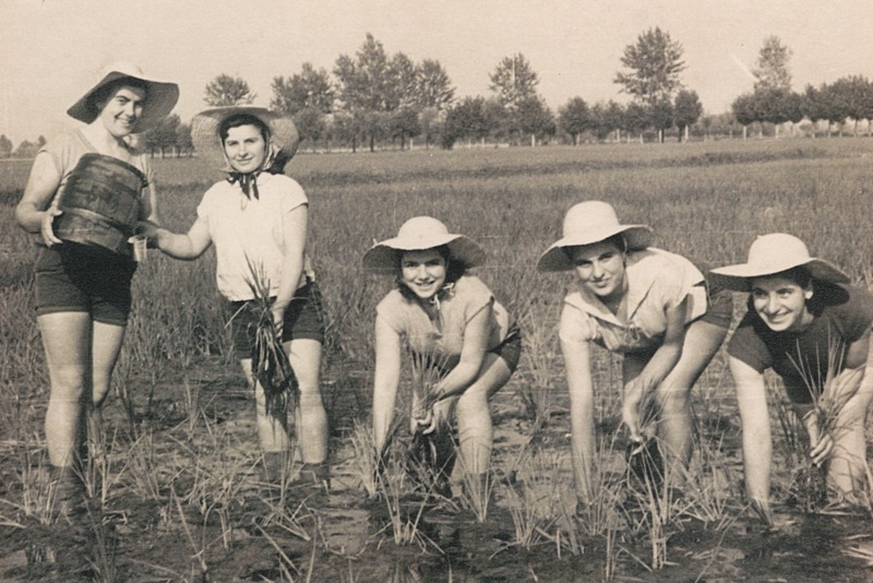 Ada Boldrini di Cinisello Balsamo, risaie di Vercelli, 1958 Ada Boldrini di Cinisello Balsamo, risaie di Vercelli, 1958