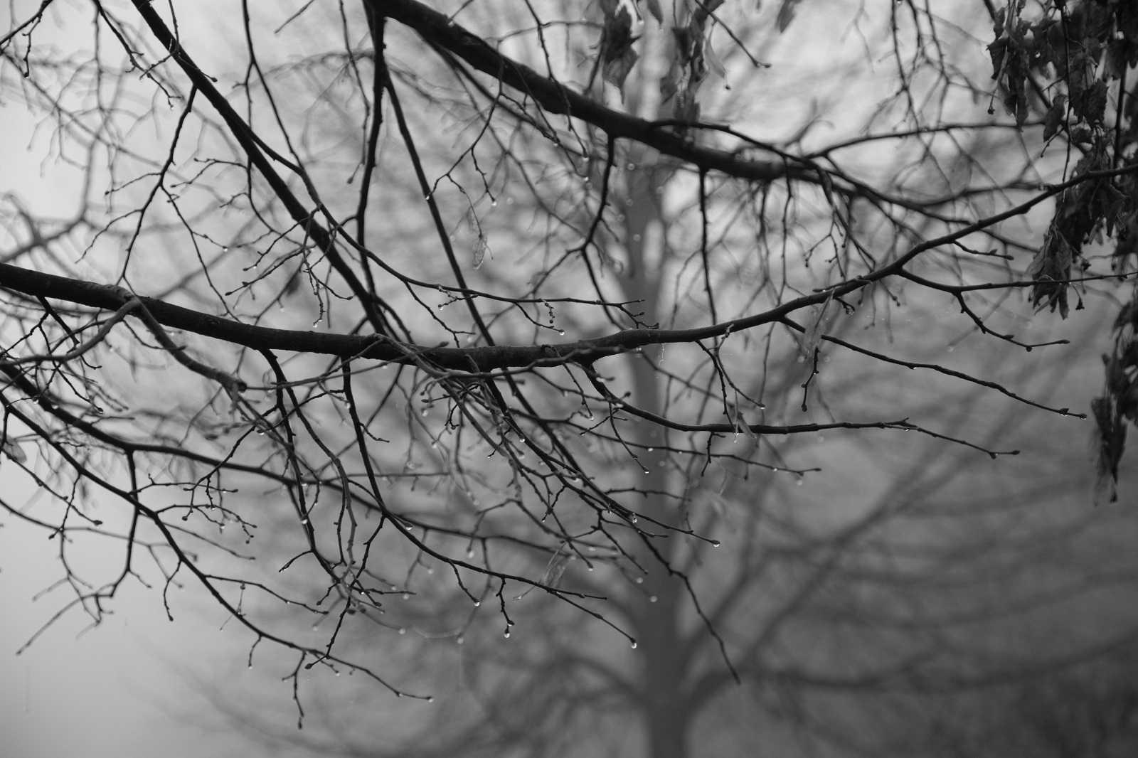 Quante gocce di rugiada intorno a me Cerco il sole ma non c’è. Foto di Renato Ferri