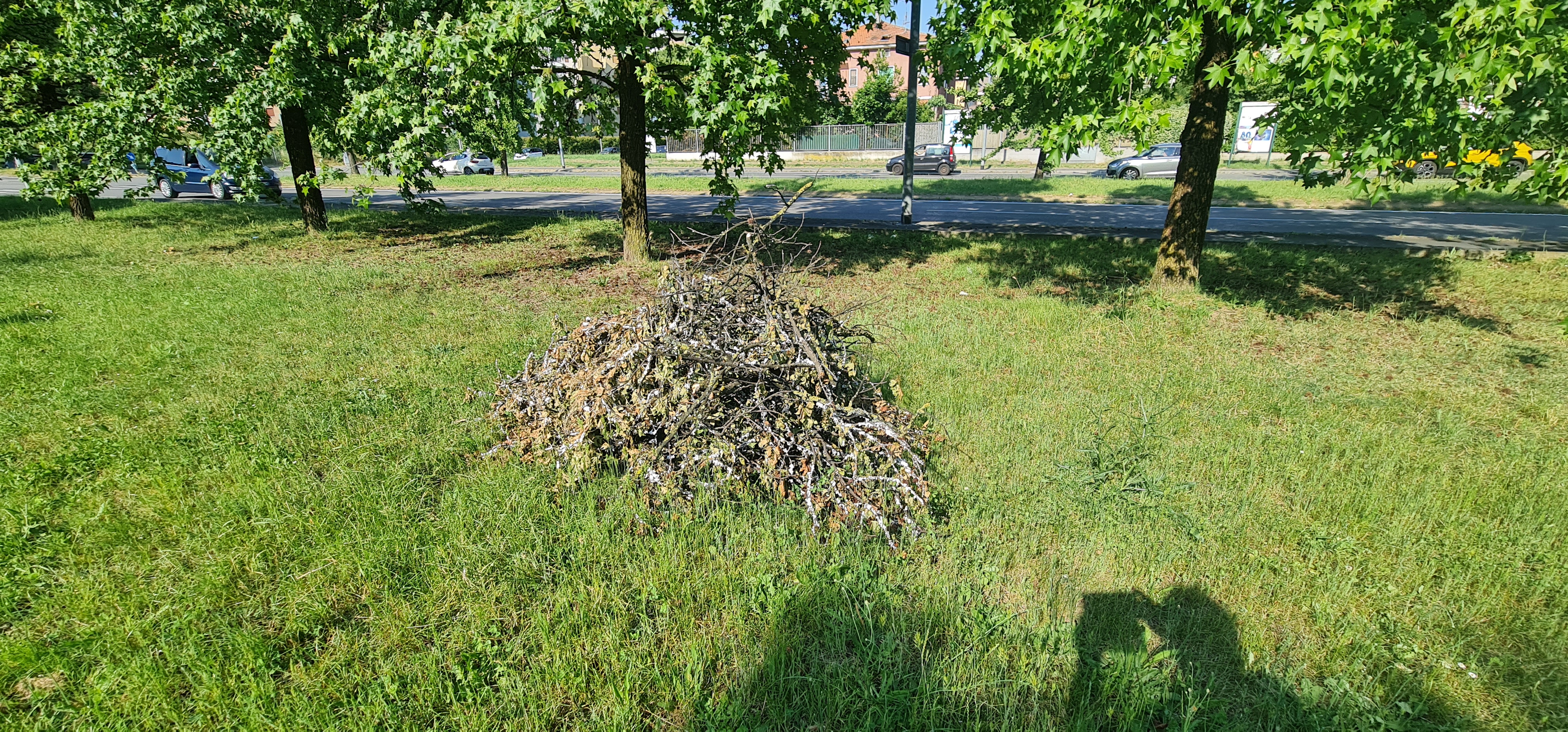 Sfalci di alberi piene di cocciniglia 