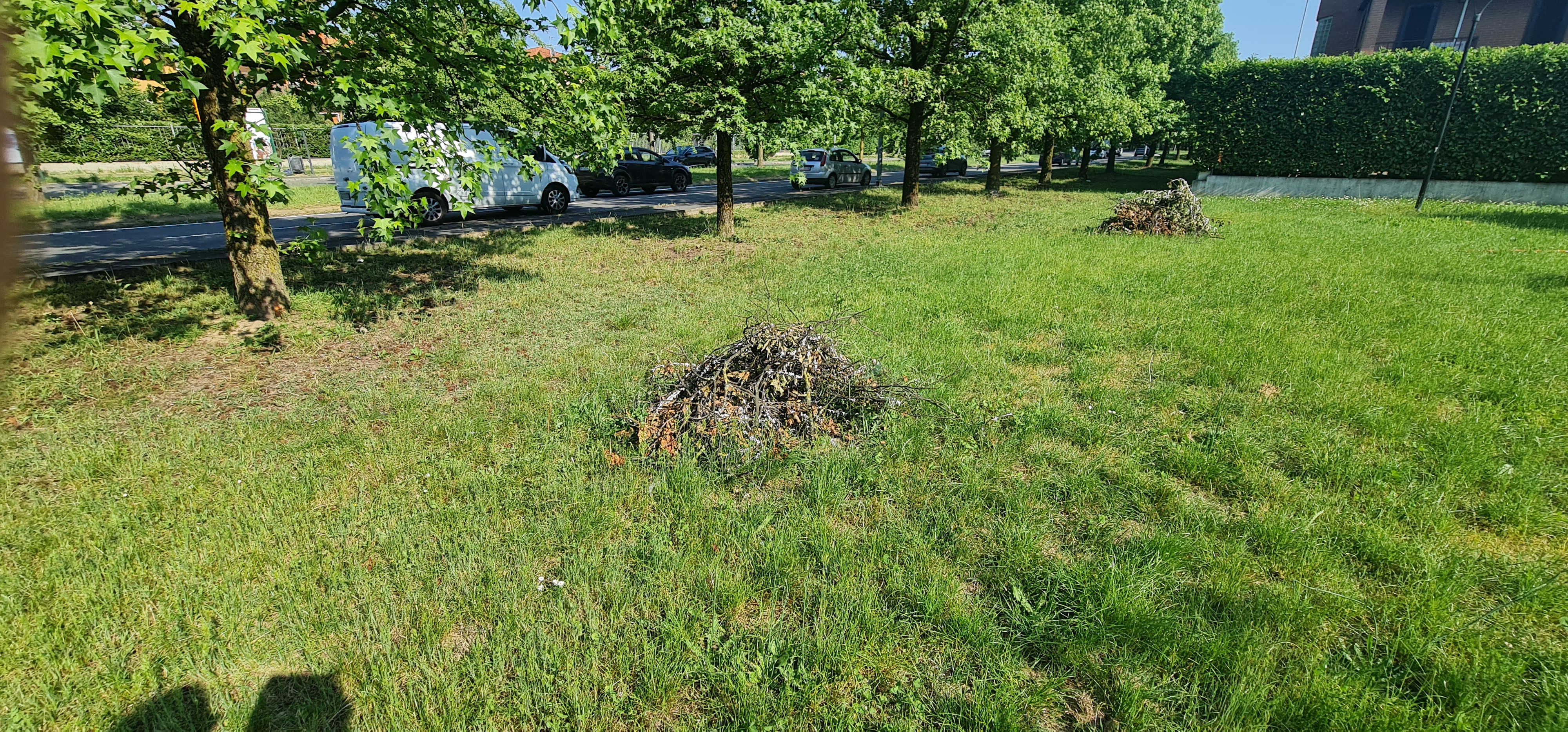 Sfalci di alberi piene di cocciniglia 2
