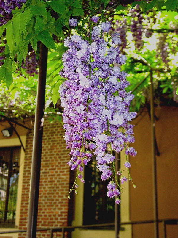 Una cascata di colore (Parco di villa Silva Ghirlanda Cippelletti)