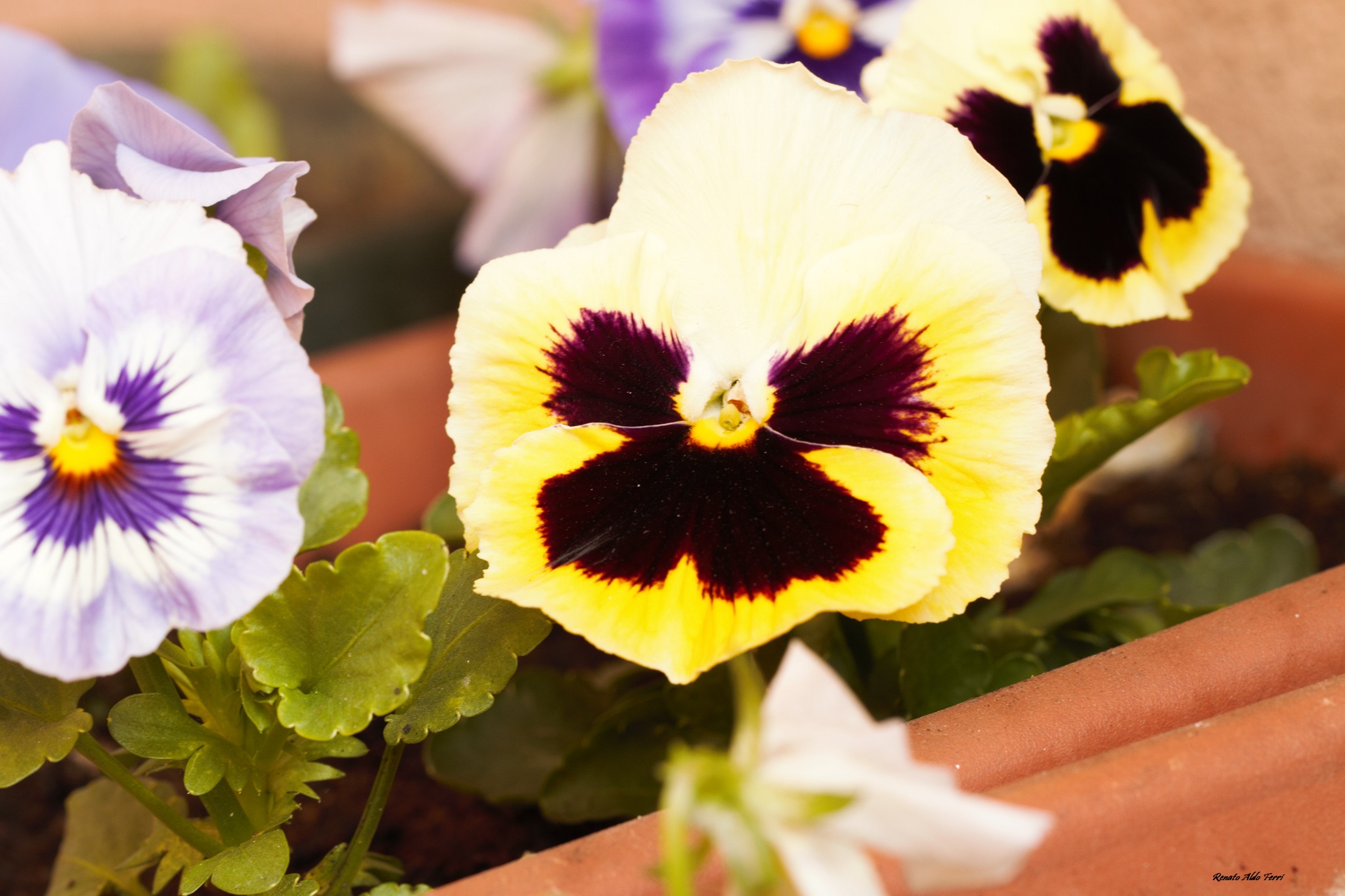 Viola del pensiero. Foto di Renato Ferri