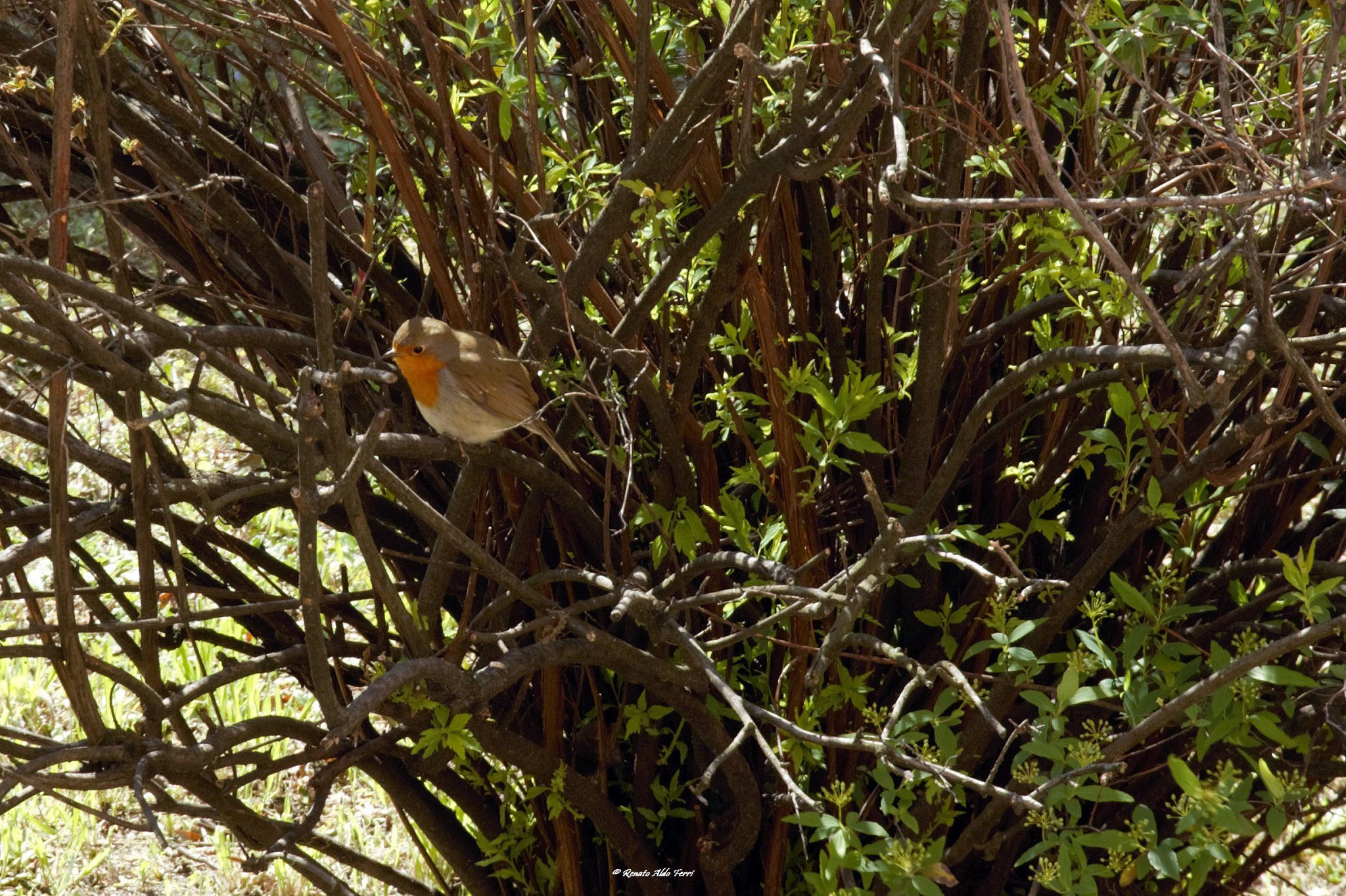 Where are you lost love… Foto di Renato Ferri