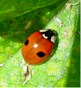 coccinella